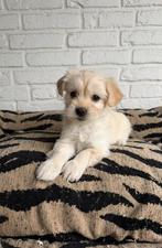 Boompoo pups, boomer x toy poedel nog 1 teefje, Parvo, Nederland, Overige rassen, 8 tot 15 weken