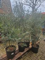 Prachtige dikke meerstammige olijfboom (ponpon) 220cm, Volle zon, Ophalen of Verzenden, 100 tot 250 cm, Olijfboom