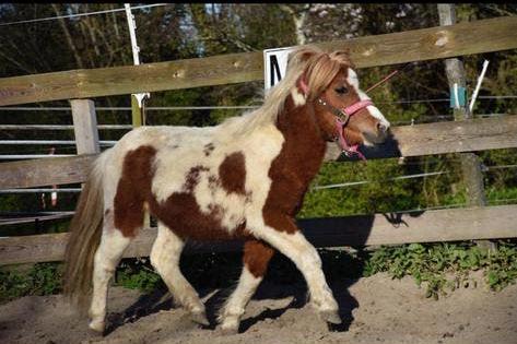 3 ponys, Meerdere dieren, B pony (1.17m tot 1.27m), 0 tot 2 jaar
