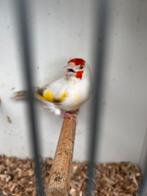 Majoor putter isabelpastel bonte poppen 2025, Dieren en Toebehoren, Vogels | Overige Vogels, Meerdere dieren, Wildzangvogel