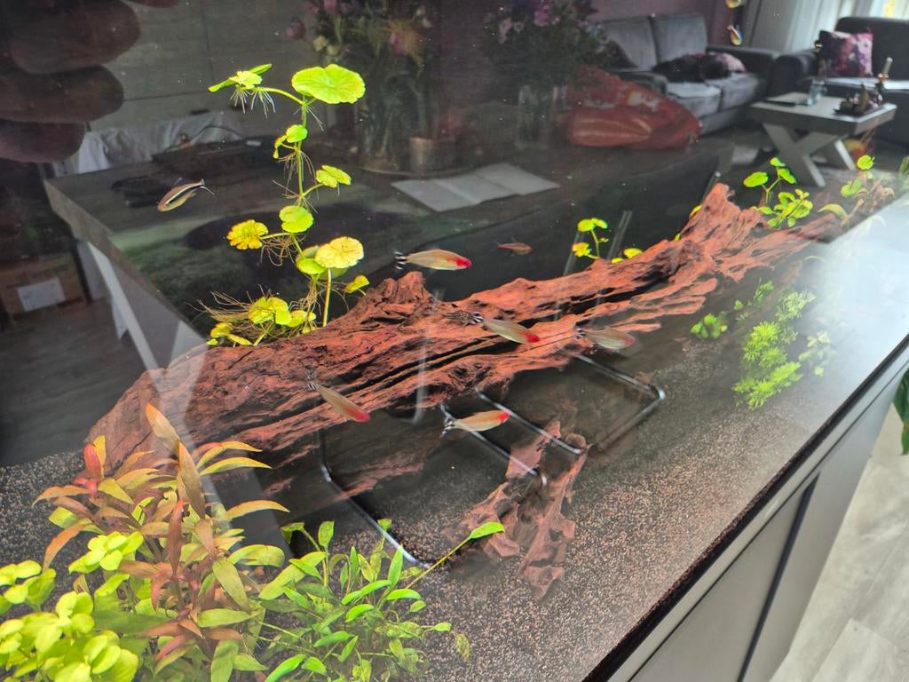 Kienhout, Dieren en Toebehoren, Vissen | Aquaria en Toebehoren, Ophalen, Plant(en), Steen of Hout