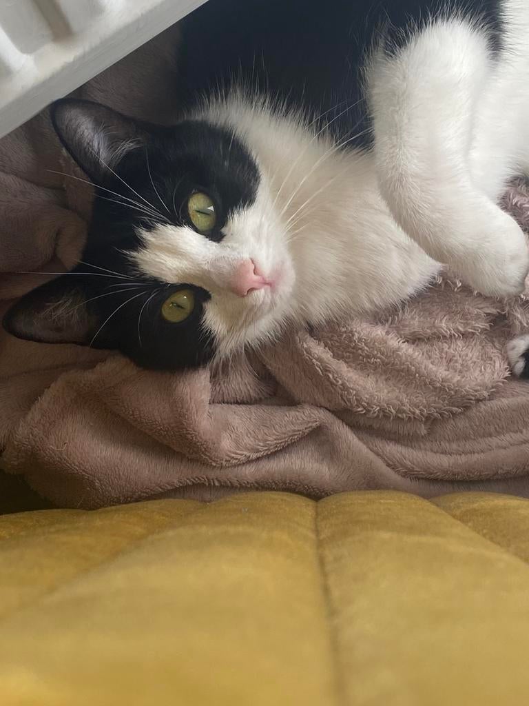 Twee kittens️, Poes