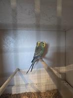 mooi jong koppel grasparkieten, Dieren en Toebehoren, Vogels | Parkieten en Papegaaien, Meerdere dieren, Parkiet