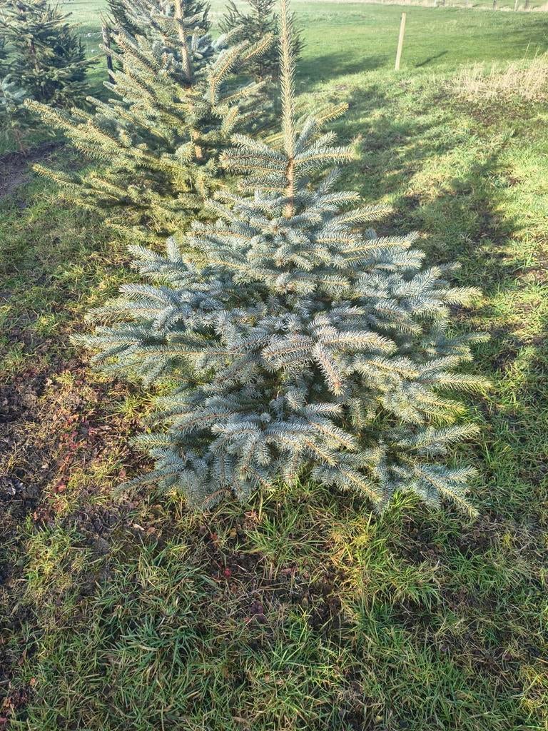 Zilverspar, Ophalen, Overige soorten, 100 tot 250 cm