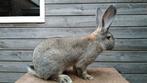 Mooie, raszuivere Vlaamse Reus ram te koop, Dieren en Toebehoren, Konijnen, Mannelijk, Groot, 0 tot 2 jaar