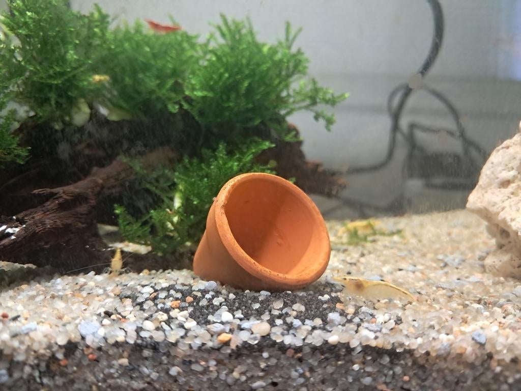 Jonge garnalen geel per stuk tekoop, Dieren en Toebehoren, Vissen | Aquariumvissen, Vis