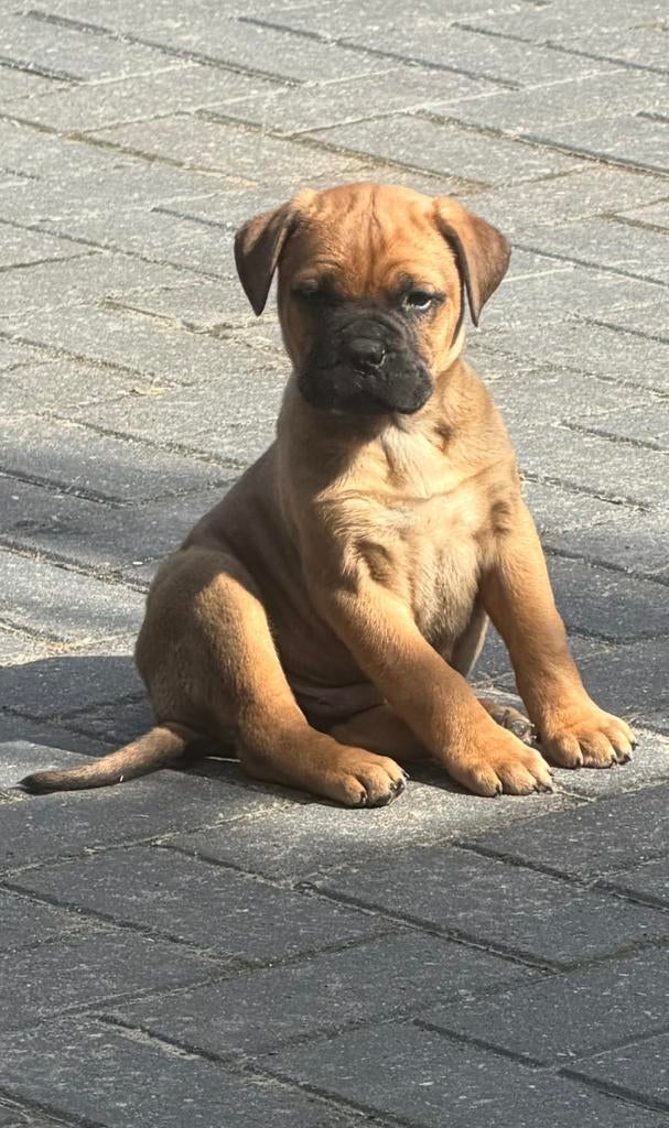Bullmastiff pups te koop, 8 tot 15 weken, Parvo, Meerdere, Meerdere dieren