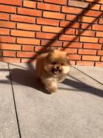 Super knappe dwergkees/pomeranian pups, Reu, 8 tot 15 weken, Meerdere, Nederland