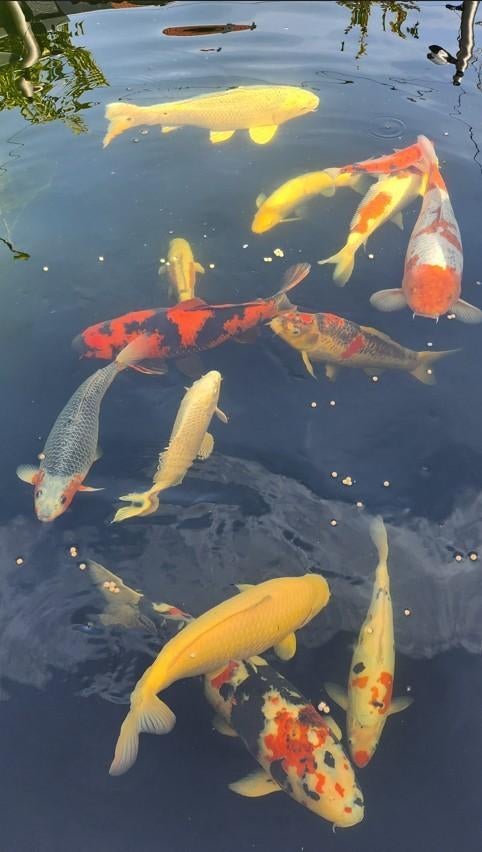 Japanse Koi karper, Dieren en Toebehoren, Vissen | Vijvervissen, Karper of Koi