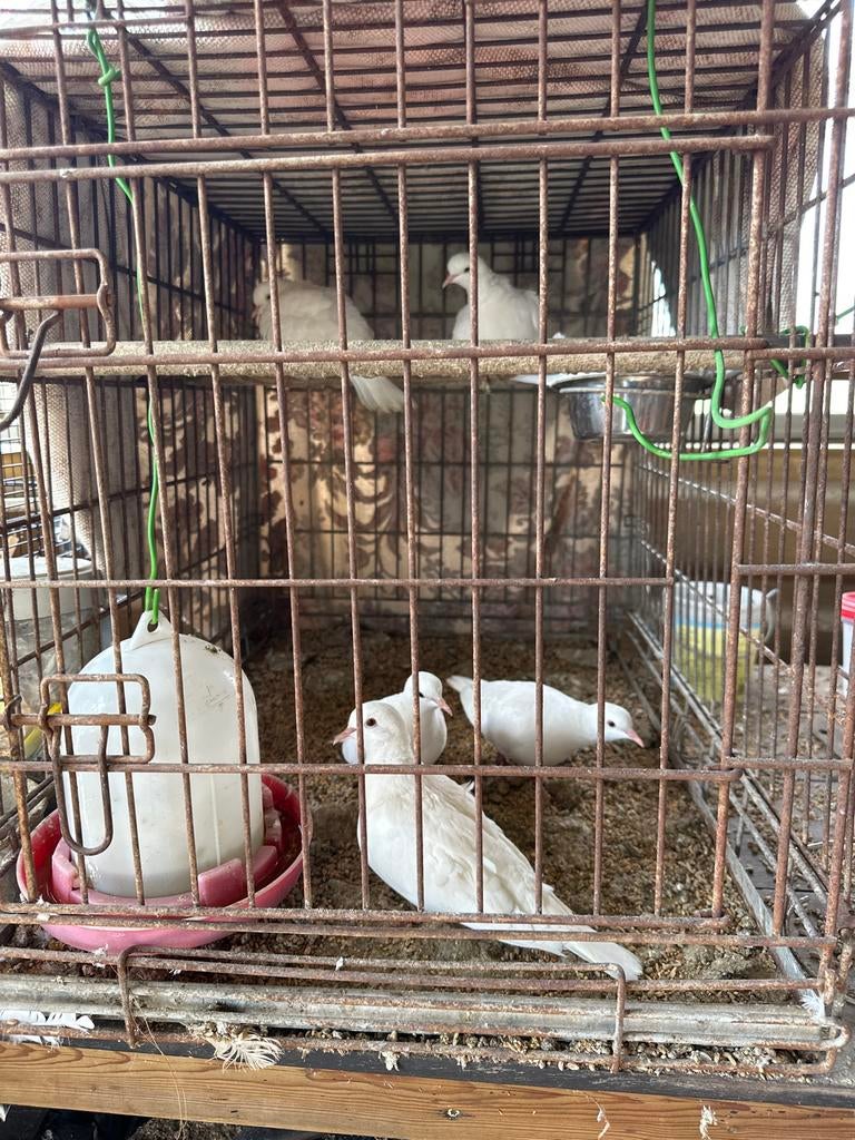 Lachduiven, Meerdere dieren, Tortelduif