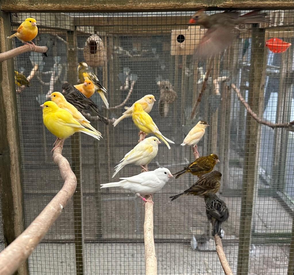 Kanaries verschillende kleuren, Dieren en Toebehoren, Vogels | Kanaries, Meerdere dieren, Kleurkanarie