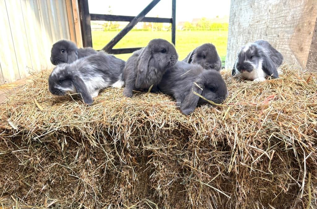 Franse hangoor, Dieren en Toebehoren, Konijnen, Meerdere dieren, Groot, Hangoor
