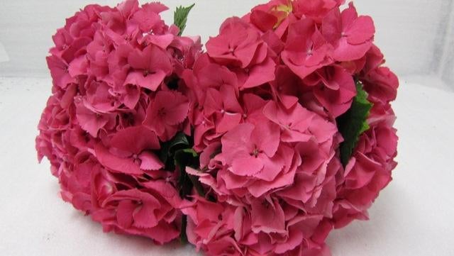 partijvoordeel hortensia bolhortensia boerenhortensia