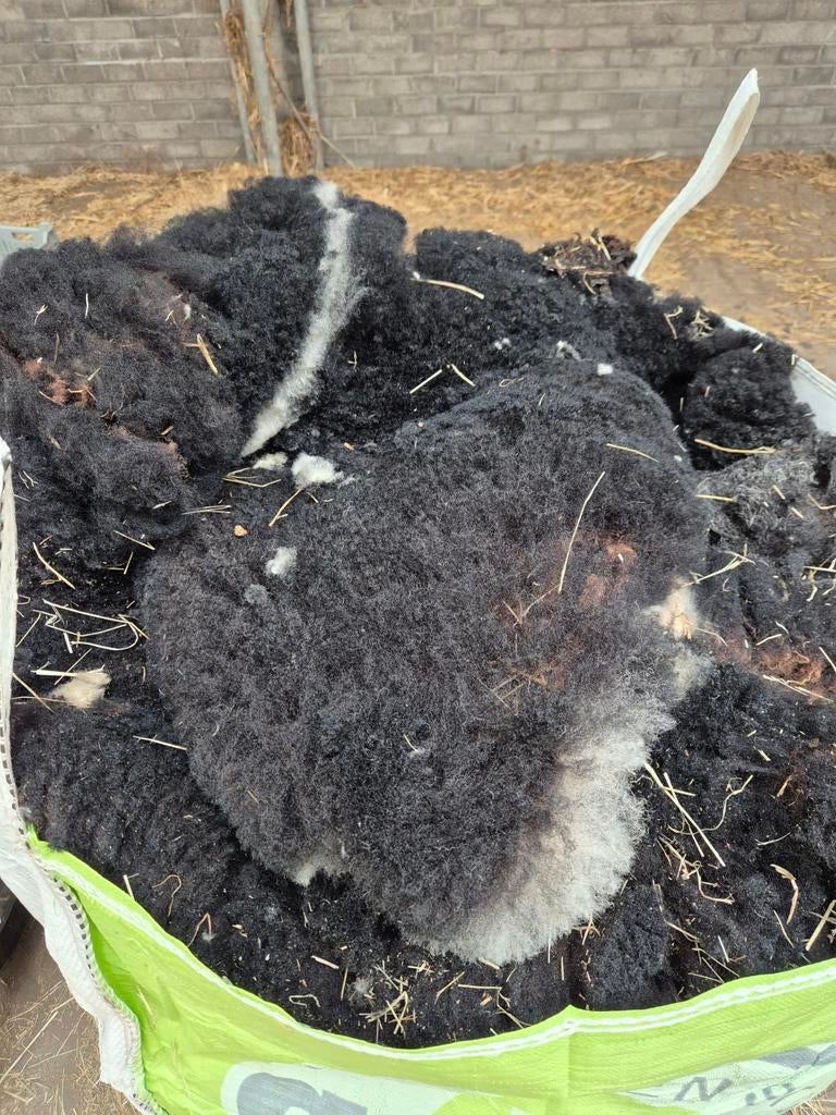 Schapenwol, Mannelijk, Schaap