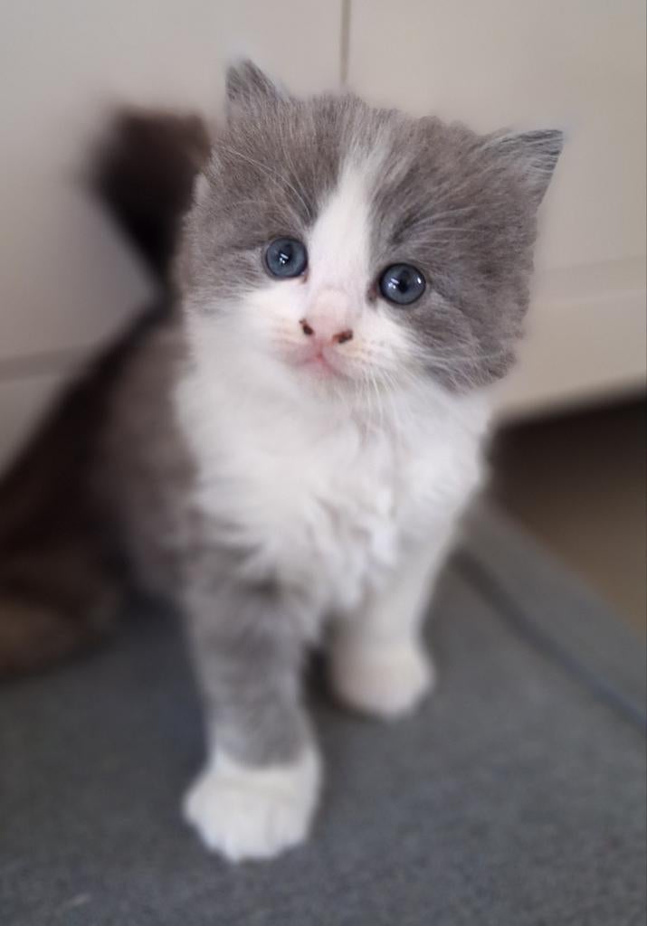 Ragdoll kittens met stamboom, Dieren en Toebehoren, Katten en Kittens | Raskatten | Langhaar, Meerdere dieren, Met stamboom