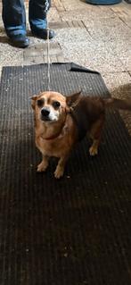 Teefje (10 jaar oud), Dieren en Toebehoren, Honden | Niet-rashonden, 6 jaar of ouder, Parvo, Teef, Eén hond