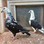 Kieurpostduiven., Meerdere dieren