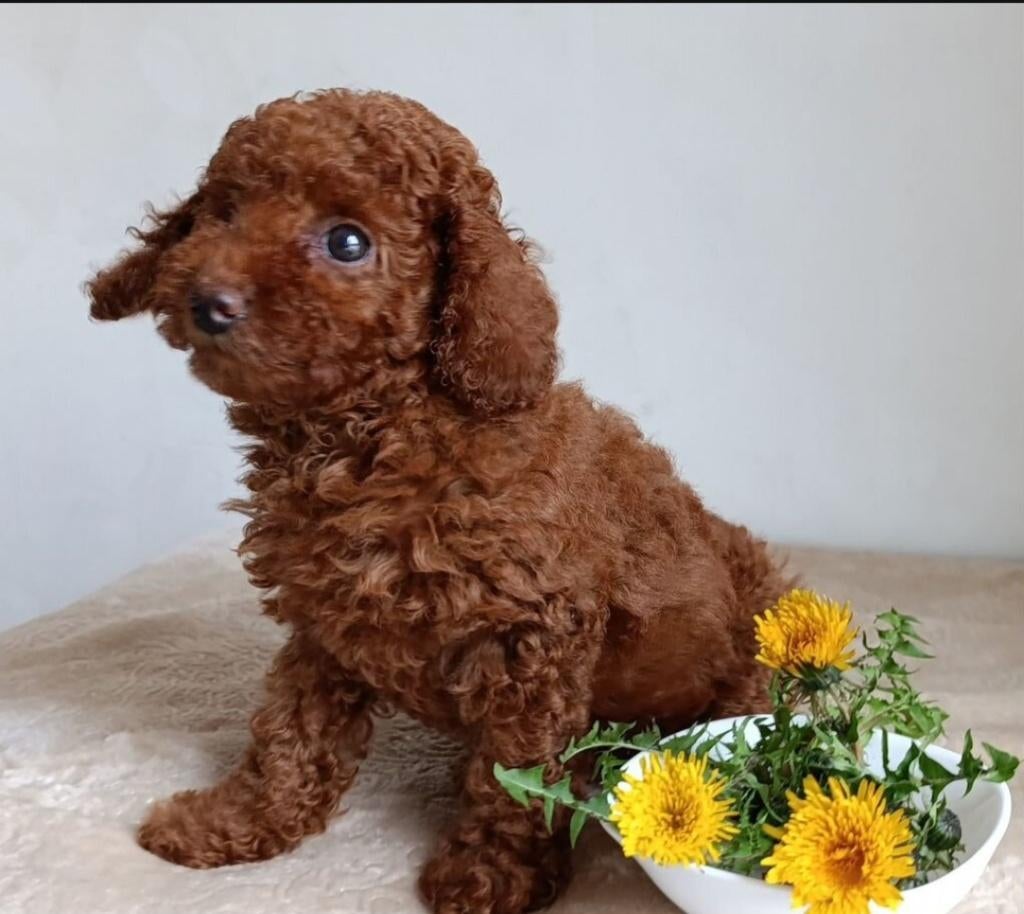 Prachtige toy poedel reu, Dieren en Toebehoren, Poedel, Reu, 8 tot 15 weken, Parvo