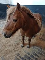 Shetlander, kinder gezelschaps pony, Dieren en Toebehoren, Pony's, Merrie, Met stamboom, A pony (tot 1.17m), Onbeleerd