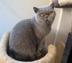 Grijze Britse korthaar poes, Dieren en Toebehoren, Katten en Kittens | Raskatten | Korthaar, Poes