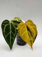 Anthurium Crystallinum Variegata, Huis en Inrichting, Ophalen of Verzenden, Halfschaduw, Minder dan 100 cm