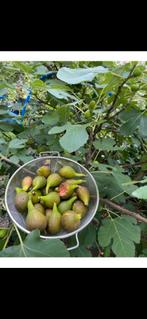 Vigerbom fruitbomen moestuin platen, Lente, Volle zon, In pot, Ophalen of Verzenden