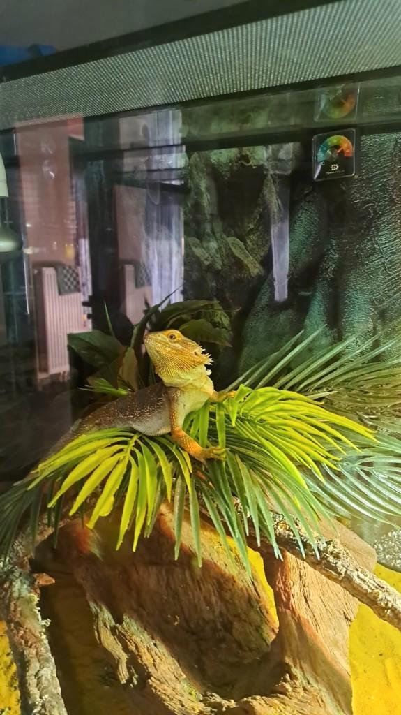 Baardagaam met terrarium 120x50 60 Bearded Dragon - unknown for sale from martijn