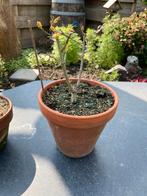 Bonsai boompjes, eikenboompjes ongeveer 15cm hoog met pot, Vaste plant, Bloeit niet, Halfschaduw, Ophalen