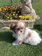 Te koop mooie speelse boomer pups, Dieren en Toebehoren, Honden | Niet-rashonden, Parvo, 8 tot 15 weken, Meerdere, Meerdere dieren