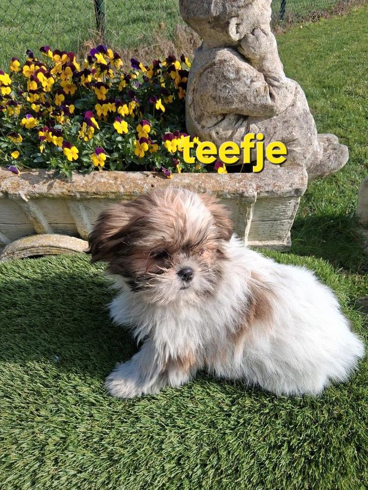 Te koop mooie speelse boomer pups, Dieren en Toebehoren, Honden | Niet-rashonden, Klein, Meerdere dieren, Particulier, Meerdere