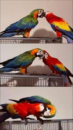 Koppel ara Geelvleugel x catalina, Meerdere dieren, Papegaai, Geringd