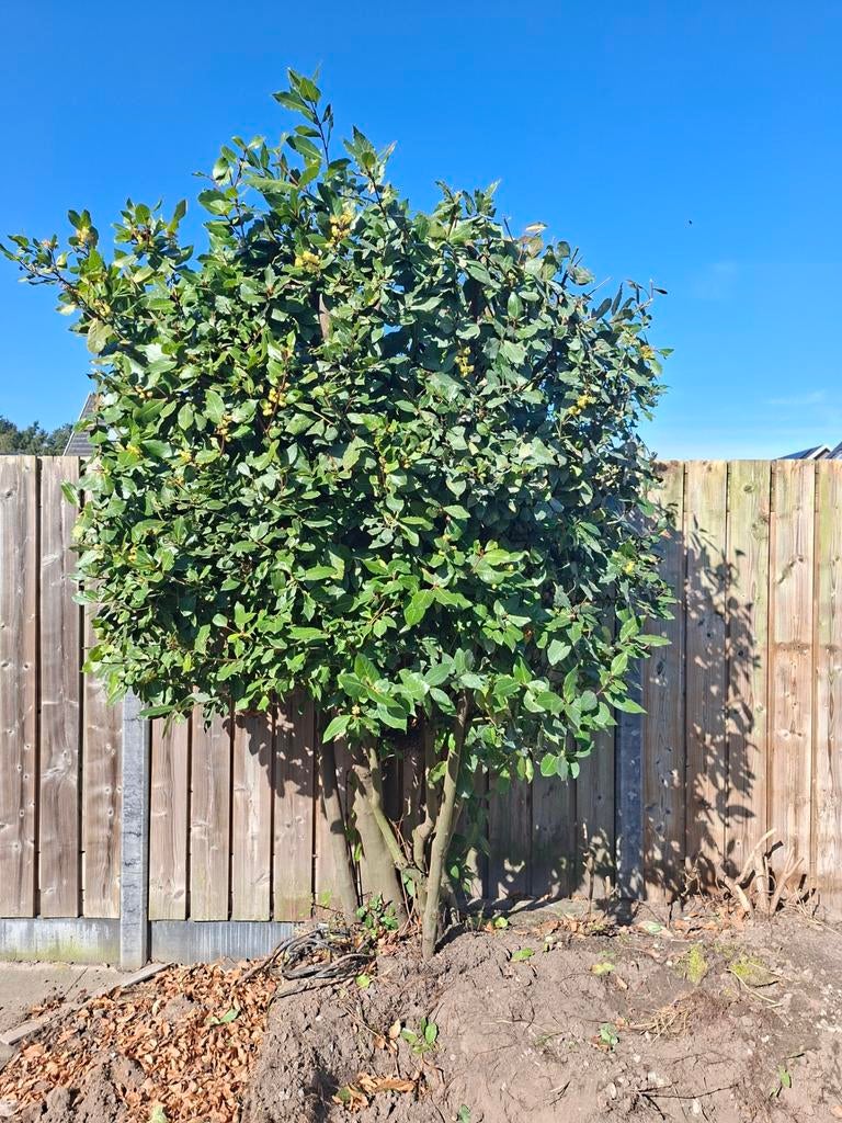 Laurierboom (Laurus nobilis) – en niet zomaar eentje!, Tuin en Terras, Planten | Bomen, Overige soorten, 100 tot 250 cm, Halfschaduw