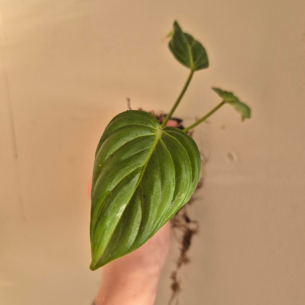 Philodendron gloriosum, Huis en Inrichting, Kamerplanten, Ophalen of Verzenden, Halfschaduw, Minder dan 100 cm