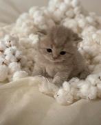 Zeldzame britse Lynxpoint kittens – geboren 9 februari 🤍, Dieren en Toebehoren, Meerdere dieren, 0 tot 2 jaar