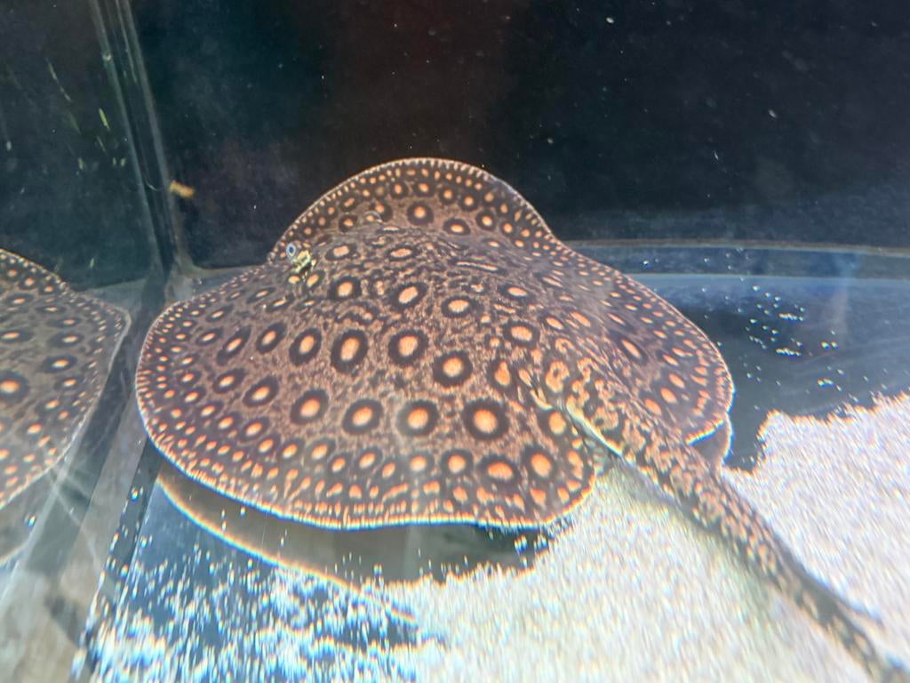 Potamotrygon mini marble vrouw motoro, Vis