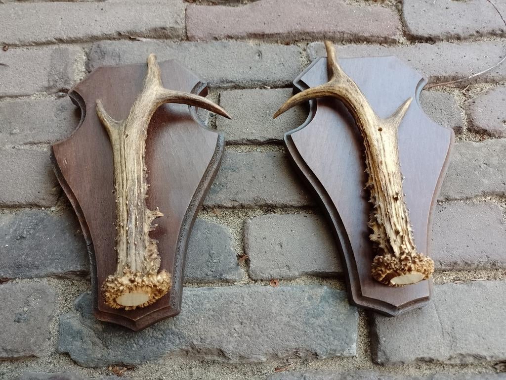 Set gewei reebok ree 6 ender landelijk, Ophalen, Hert, Gewei of Kop