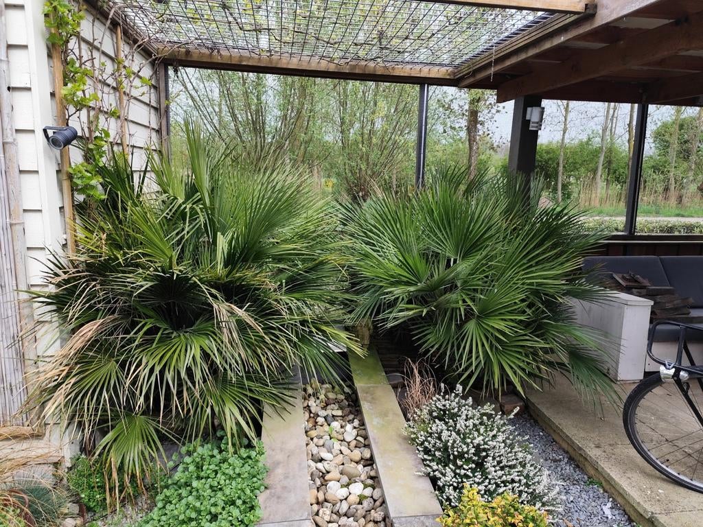 Palmbomen, Ophalen of Verzenden, Volle zon