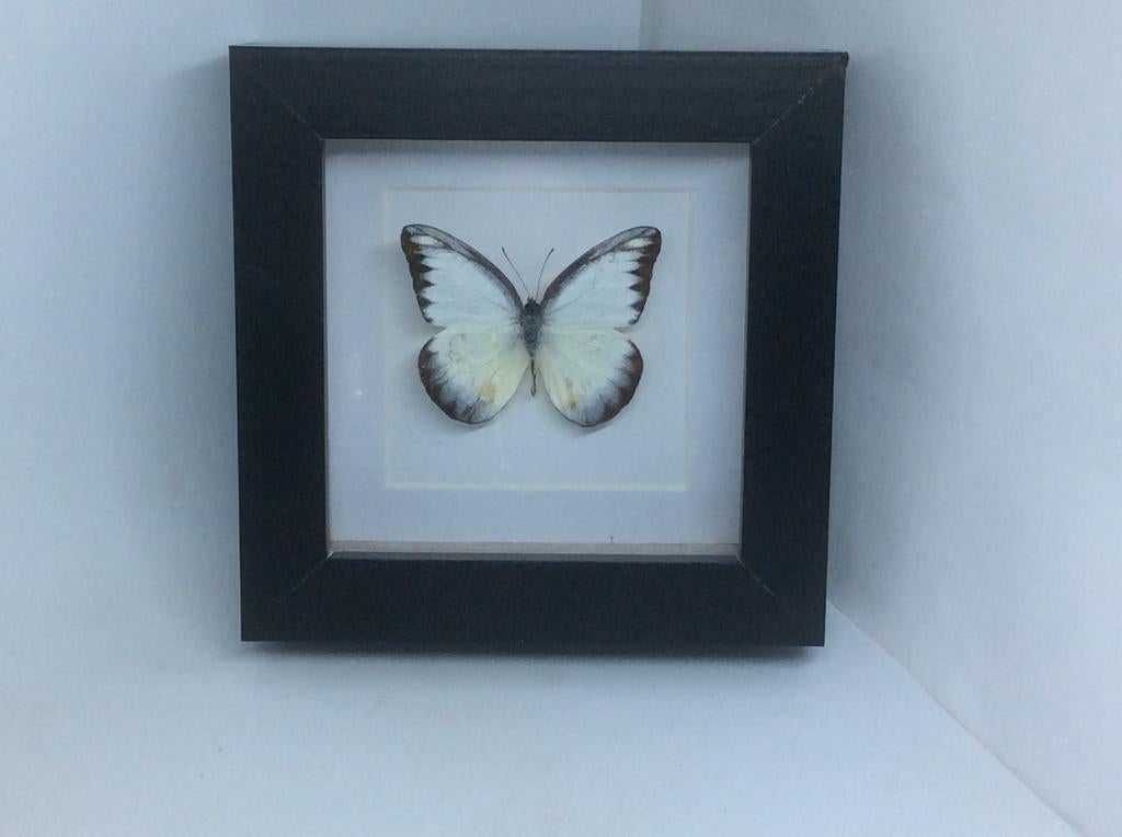 witte vlinder appias lyncida, Verzamelen, Dierenverzamelingen, Ophalen of Verzenden, Nieuw, Insect, Opgezet dier