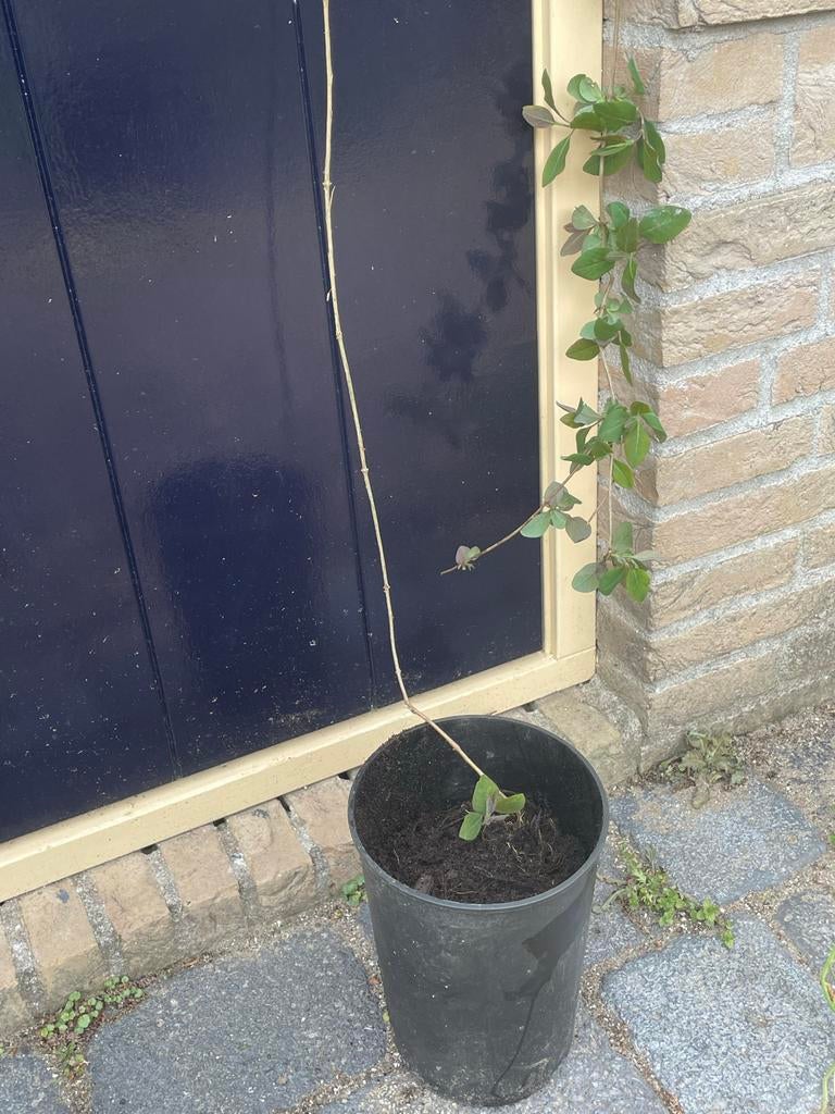 Geurende kamperfoelie Lonicera, €7,50, Tuin en Terras, Planten | Tuinplanten, Ophalen, Vaste plant, Halfschaduw, Klimplanten