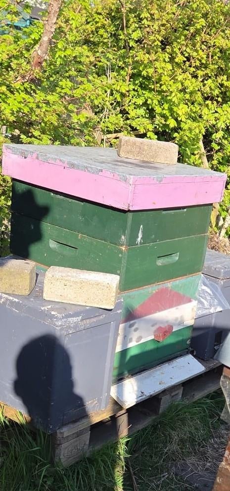 Buckfast bijenvolk F2, Bijen