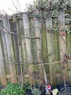 1 appelboom 2 perenbomen, Ophalen, Perenboom, Lente