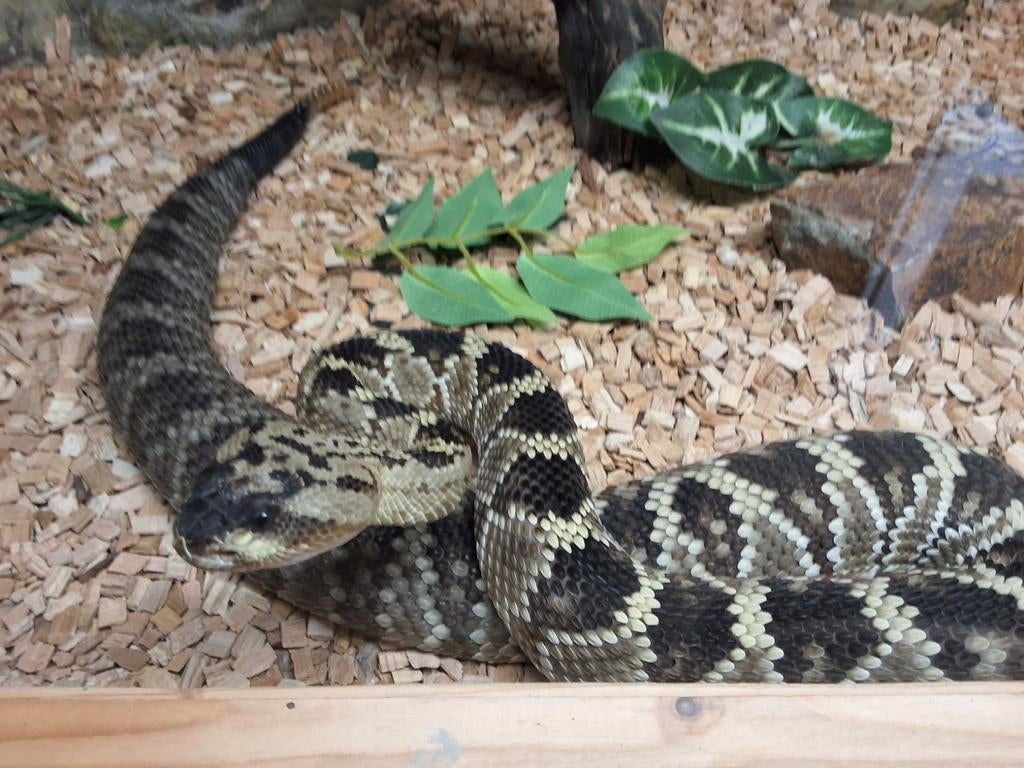 Gifslangen., Dieren en Toebehoren, 0 tot 2 jaar