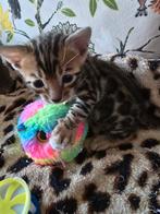 Bengaal kittens nog 2 katertjes!, Dieren en Toebehoren, Meerdere dieren, Ontwormd