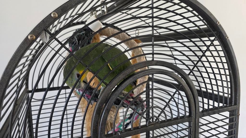 Superlieve Amazonepapegaai – Handtam & geeft kusjes!, Dieren en Toebehoren, Vogels | Parkieten en Papegaaien, Mannelijk, Papegaai