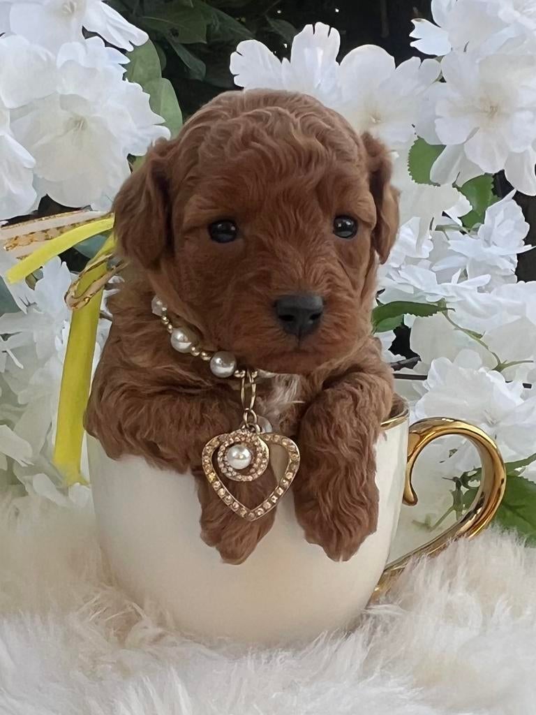 Toy/Dwerg Poedel pup 🐕‍🦺❤️🐾 Ouders volledig getest, Parvo, Overige rassen, 8 tot 15 weken, Meerdere