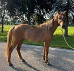 3 jarige Welsh sectie B merrie v. Lutmars Jagger, Merrie