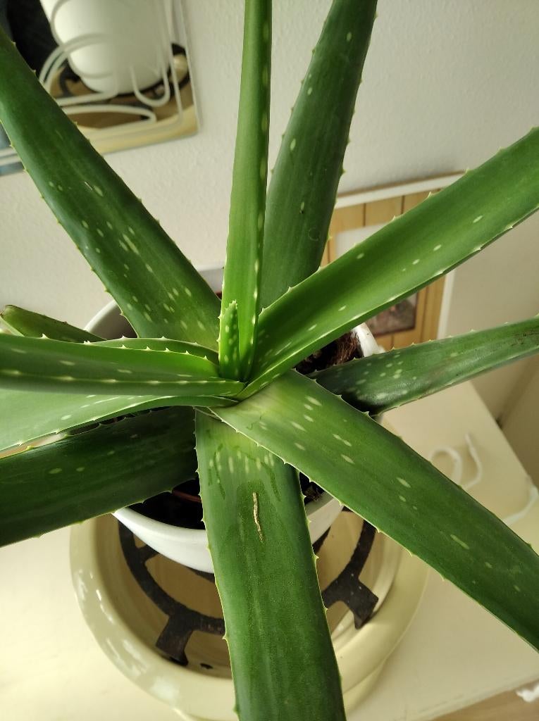 Aloë Vera plant, Ophalen, Cactus, Minder dan 100 cm, Volle zon