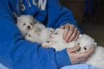 5 Witte Pomeriaan pups, België, Particulier, Keeshond, 8 tot 15 weken