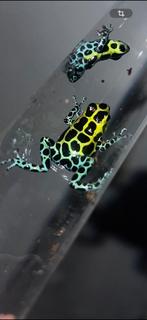 1.0  ranitomeya variabilis southern, Dieren en Toebehoren, Amfibie, 0 tot 2 jaar