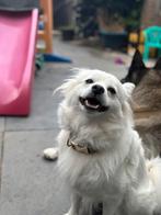 Witte keeshond herplaatsing, Keeshond, Teef, Parvo, Eén hond